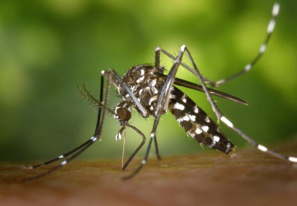 wikiimages-mosquito-49141_1920