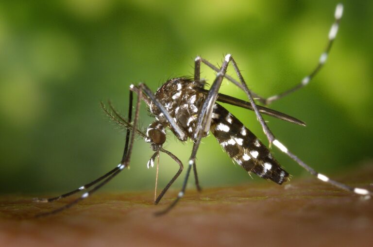 wikiimages-mosquito-49141_1920