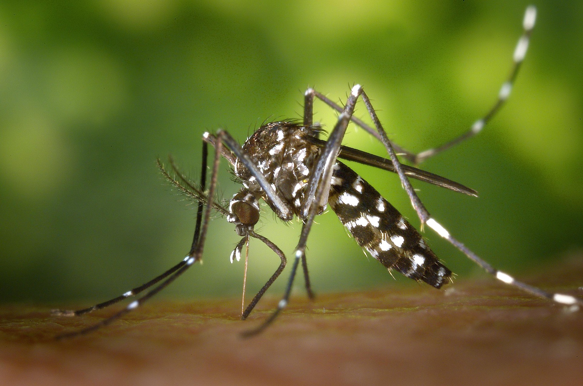 wikiimages-mosquito-49141_1920